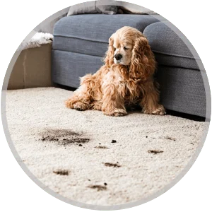 steam-plus-pet-stain-and-odor-removal-th Area rug Cleaning Service Icon
